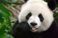 /album/photogallery/panda-png/
