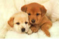 /album/photogallery/puppies-png/