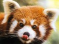 /album/photogallery/redpanda-jpg/